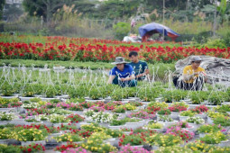 Tin tức trong ngày - Ảnh: Cánh đồng hoa ở TP.HCM khoe sắc, chuẩn bị “xuống phố” phục vụ Tết