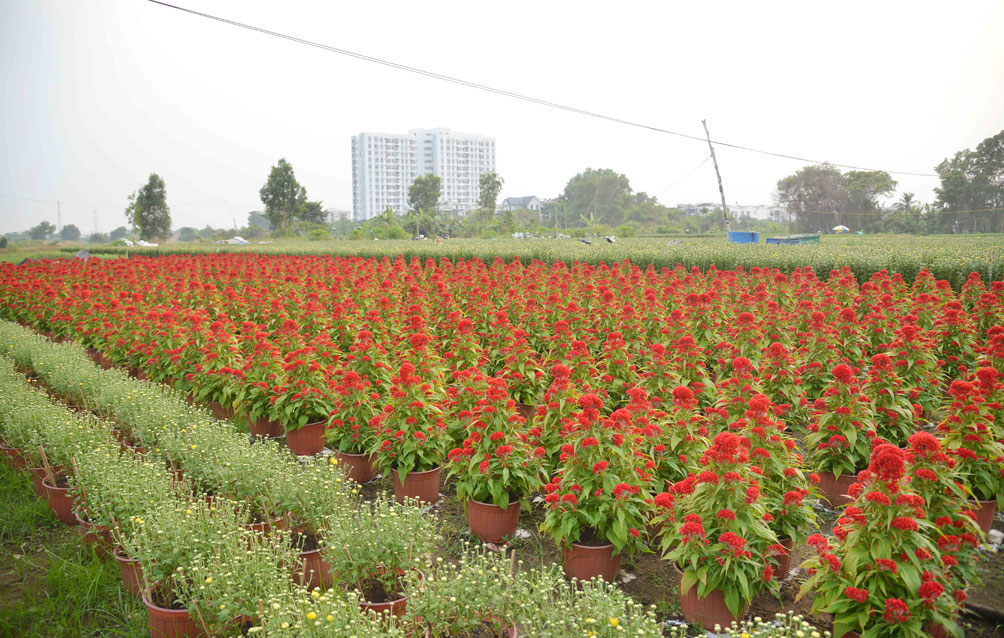 Nhiều năm nay, khu đất trống trên đường Lê Thị Riêng (phường Thới An, quận 12, TP.HCM) được người dân tận dụng trồng hoa Tết. Hoa trồng chủ yếu là các loại ngắn ngày như cúc, vạn thọ, mào gà, sao nhái, vạn thảo...