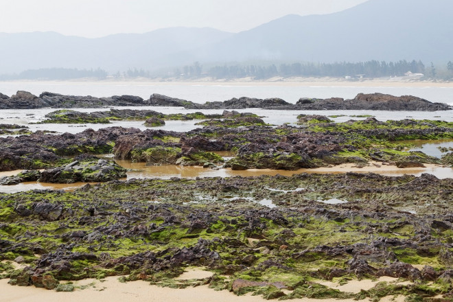 Gành đá Lộ Diêu và biển Lộ Diêu đẹp ngẩn ngơ vào mùa rêu xanh.