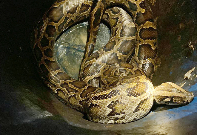 Hiện lực lượng chức năng đã bàn giao con trăn cho kiểm lâm xử lý theo quy định.