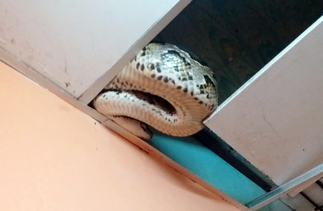 Con trăn gấm nặng 25kg được phát hiện trên mái nhà dân