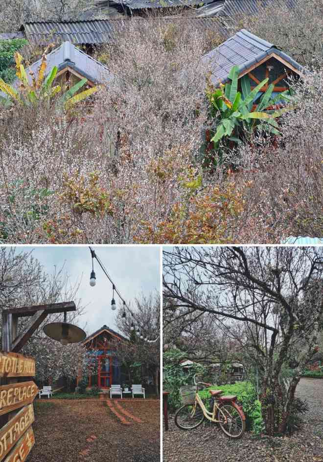 Ngắm mùa hoa Mộc Châu qua lăng kính chàng kiến trúc sư 9X - 1