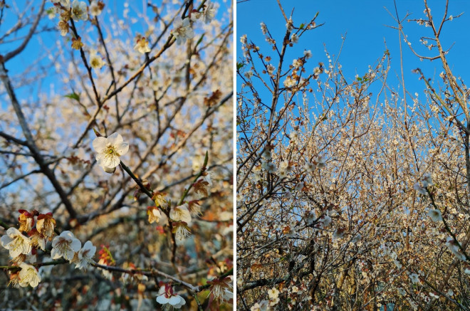 Ngắm mùa hoa Mộc Châu qua lăng kính chàng kiến trúc sư 9X - 6