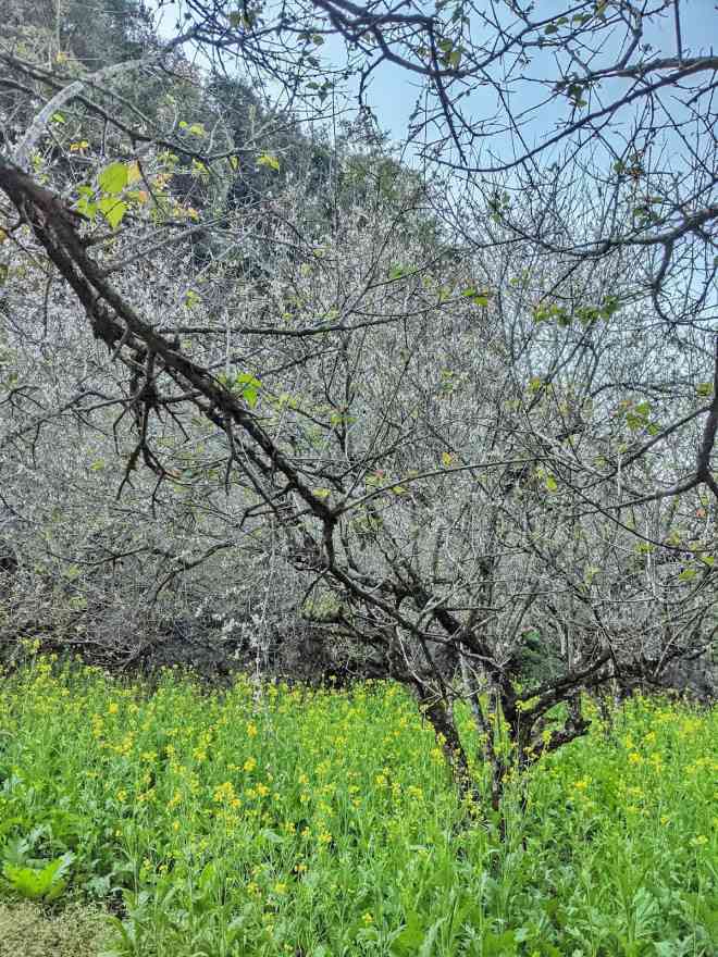 Ngắm mùa hoa Mộc Châu qua lăng kính chàng kiến trúc sư 9X - 8