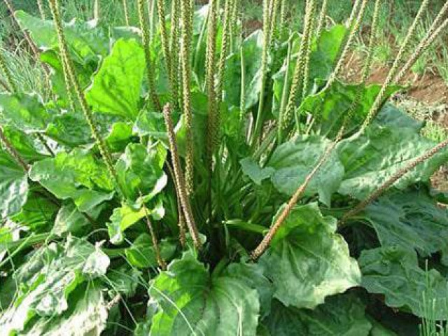 Sức khỏe đời sống - 15 bài thuốc quý chữa bệnh từ cây mã đề