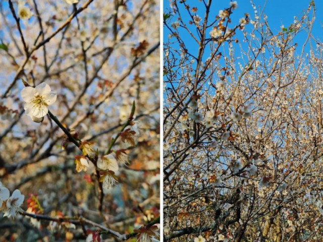 Du lịch - Ngắm mùa hoa Mộc Châu qua lăng kính chàng kiến trúc sư 9X