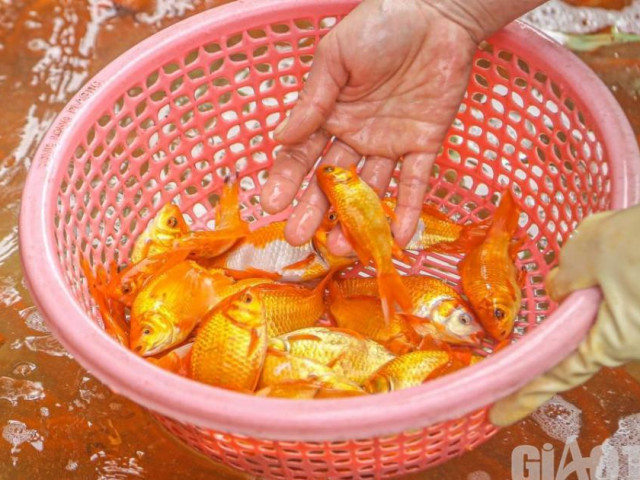 Tin tức trong ngày - Cận cảnh cá chép "về" chợ Yên Sở phục vụ người Hà Nội cúng ông Công ông Táo