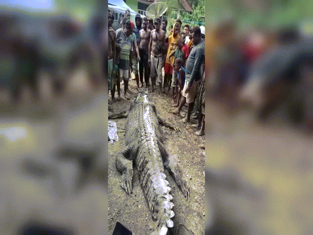 Indonesia: Bắt cá sấu "khủng" 7m chuyên rình người ở sông, rạch bụng thấy cảnh đau lòng