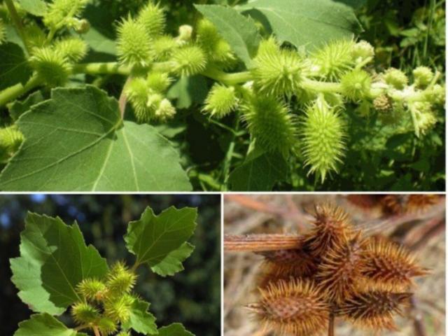 Thị trường - Tiêu dùng - Quả dại Việt Nam sang nước ngoài thành thảo dược giá trên trời