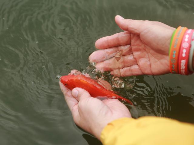 Tin tức trong ngày - Ảnh: Hành động đẹp trong ngày người Thủ đô thả cá chép sớm tiễn Táo quân "về trời"