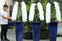 Thị trường - Tiêu dùng - Một cành lan hồ điệp “nữ hoàng” có giá tới chục triệu đồng khiến dư luận xôn xao