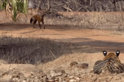 Thế giới - Loài chó "tử thần" dám săn cả hổ dữ: Cả đàn săn mồi hết sức tàn độc