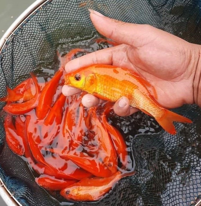 Cá chép đỏ tăng giá gấp 2 lần, người nuôi cá chép bội thu.
