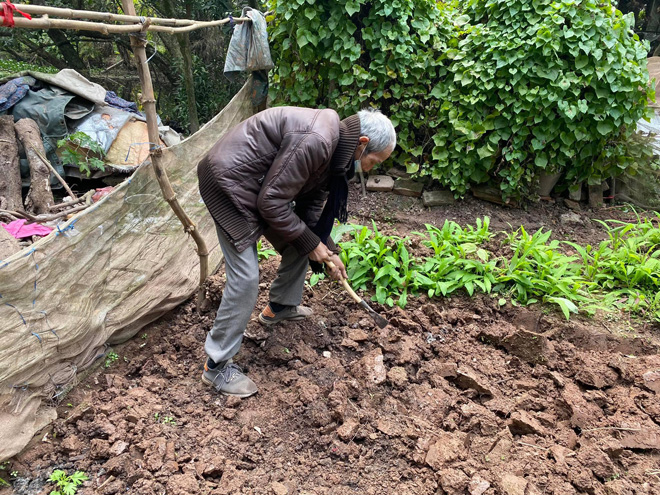 &nbsp;Ông Học xới lại đất vừa cuốc để trồng rau.