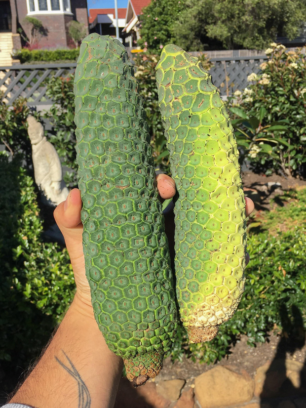 Quả quỷ khi xanh rất độc