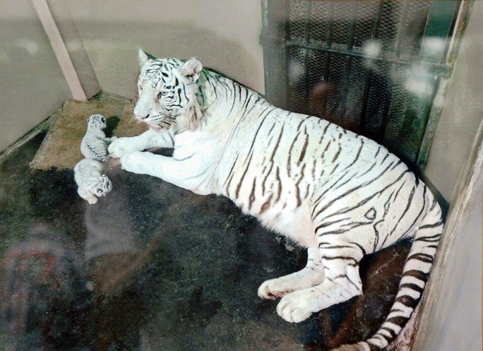 Năm 2010, cặp hổ Bengal trắng đực và cái khoảng 2 tuổi được Thảo cầm viên Sài Gòn (quận 1, TP.HCM) nhập về từ vườn thú Elmvale (Canada) để thuần dưỡng và được đặt tên thân thiện là Lem (cọp đực) và Luốc (cọp cái). Ngày 9/7/2015, lần đầu tiên cặp hổ trắng này sinh ra 3 hổ con.