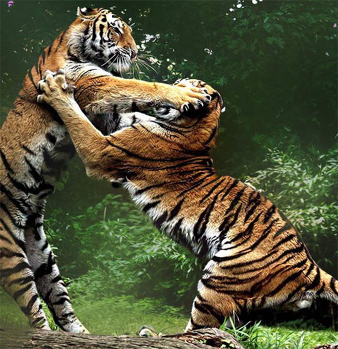 Người Việt sáng tạo nên Hổ quyền khi xem hổ đánh nhau, hoặc sau những lần giao chiến với chúa sơn lâm 