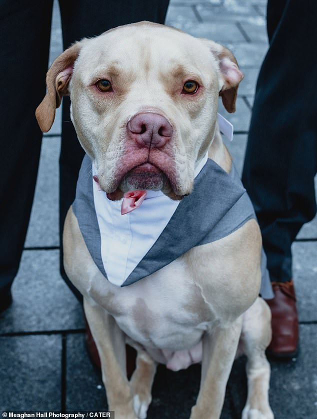Chó cưng gây chú ý trong đám cưới khi được chọn làm phù rể - 2