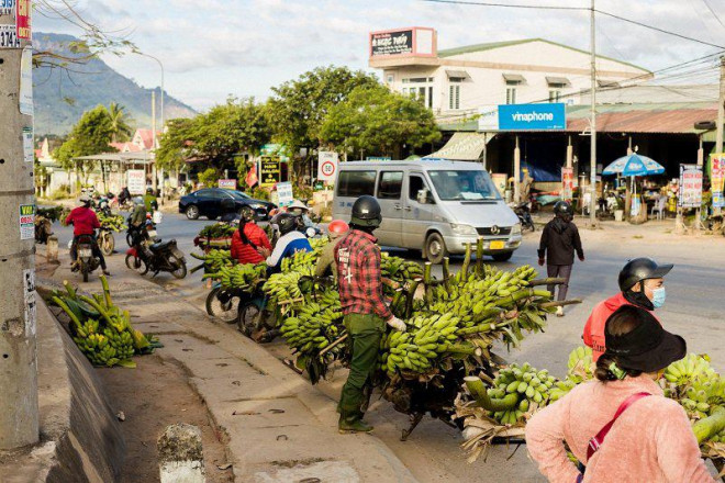 Trao đổi với PV, ông Lê Quang Thuận - Phó Chủ tịch UBND huyện Hướng Hóa cho biết, hiện nay trên địa bàn huyện có diện tích trồng chuối khoảng 3.000 ha. Trong đó, tập trung chủ yếu ở các xã Tân Long, Tân Thành, Thuận, Thanh, Hướng Lộc và các xã vùng Lìa.