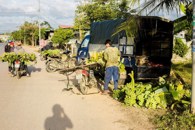 "Sản lượng chuối phục vụ Tết năm nay nhìn chung cũng không cao. Mức giá bình quân xuất đi Thái Lan từ 5-7 nghìn đồng/kg, nhưng bà con đang giữ lại để bán Tết. Giá chuối Tết hiện bình quân từ 15-20 nghìn đồng/kg (tuỳ theo buồng) chuối đẹp thì giá cao hơn", ông Thuận nói.