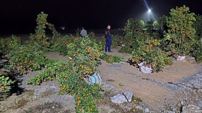 Số cây quất cảnh bị chặt phá trong đêm. Ảnh: Công an cung cấp