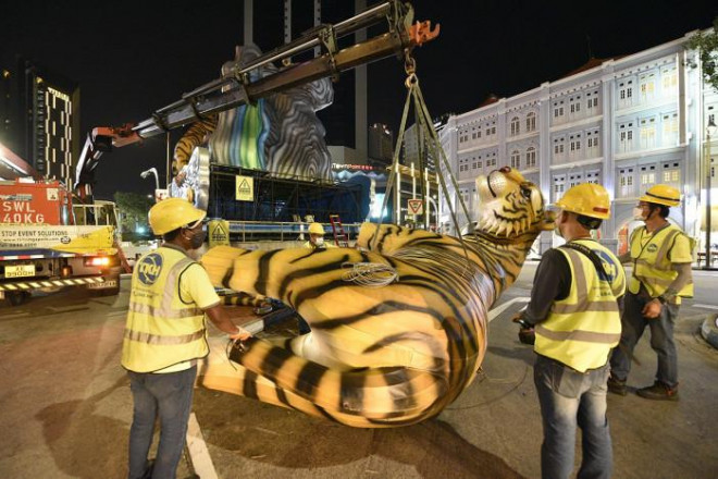 Công nhân phải sử dụng tới cần cẩu để
đặt chiếc đèn lồng hình con hổ khổng lồ vào vị trí. Ảnh -
Straitstimes
