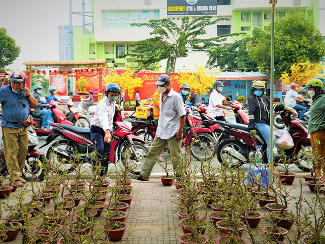 Video - Video: Nhà vườn giảm giá mai vàng phục vụ người dân chơi Tết