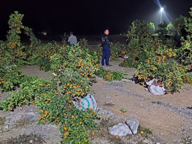 Pháp luật - Bị chặt phá 28 cây quất Tết trong đêm vì bán giá cao