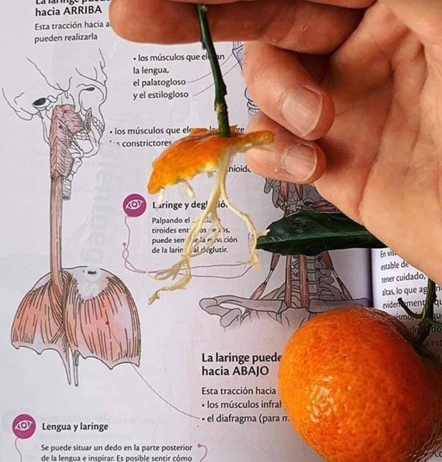 Người xưa thì "nhìn vật nhớ người", sinh viên sau khi học xong giải phẫu thì nhìn quả quýt cũng nhớ ngay đến... hình vẽ trong sách giải phẫu!