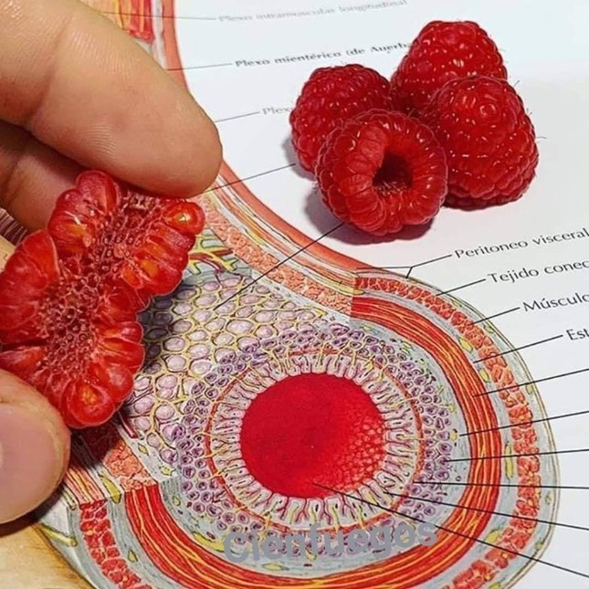 Lại đây sinh viên Y kể bạn nghe, cấu tạo bên trong của quả mâm xôi cũng giống với cấu tạo bên trong của mạc treo ruột người lắm đó!