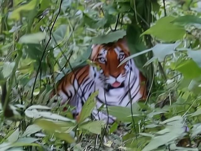 Thế giới - Một bức ảnh "hổ chúa", cả Trung Quốc chấn động rồi chưng hửng