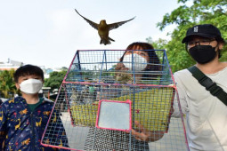 Tin tức trong ngày - Phóng sinh chim tiền triệu, cá “khủng” xuống bến sông Sài Gòn