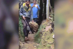 Thế giới - Video: Hổ mang chúa khổng lồ 4 mét lầm lì trườn về phía thợ bắt rắn, tung đòn quyết liệt