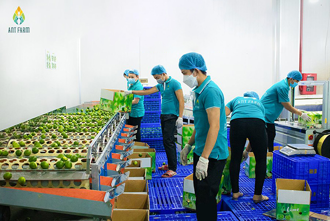 ANT Farm khánh thành nhà máy Bến Lức – khẳng định vị thế trong ngành xuất nhập khẩu nông sản - 2