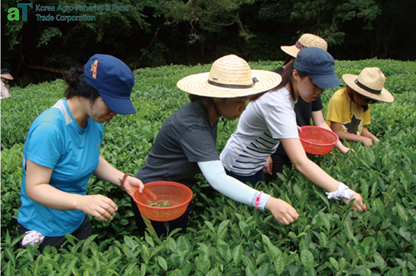 Sự kết hợp của kim chi và trà - 2