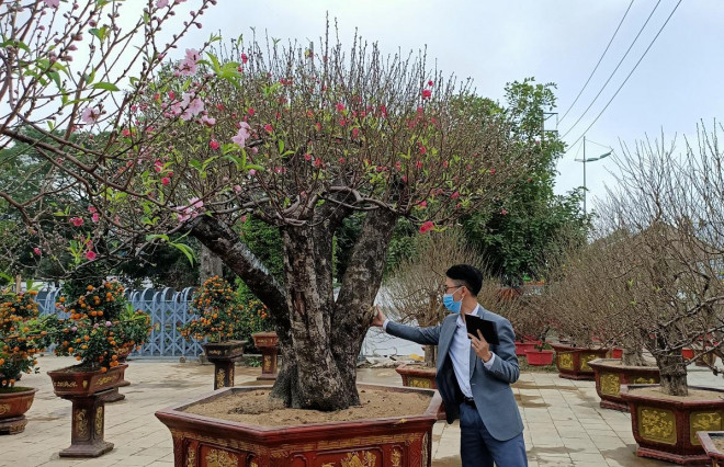 Gốc đào có thế "bàn tay lộc" được "hét giá" gần 100 triệu đồng ở chợ hoa Tết Xuân Nhâm Dần 2022, TP Thanh Hóa