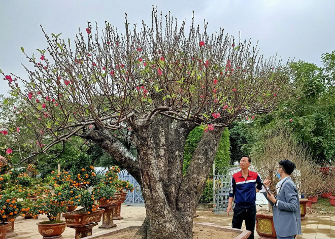 Gốc đào này có 5 nhánh vươn lên nền trời tựa như các ngón tay đang xòe ra hứng lộc