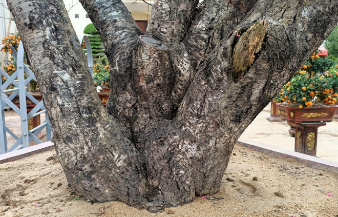 Gốc đào mốc meo, sần sùi theo thời gian