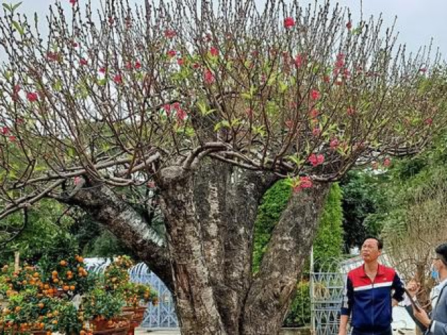 Thị trường - Tiêu dùng - Đào khủng có dáng "bàn tay lộc" được hét giá gần 100 triệu