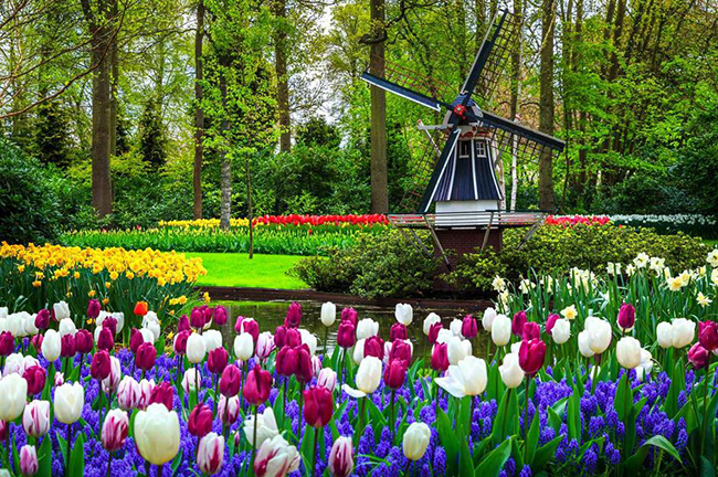 Vườn Keukenhof, Lisse, Hà Lan: Đây là một trong những vườn hoa đẹp và lớn nhất thế giới. Điều làm nên nét độc đáo của Keukenhof là ngoài màu sắc bắt mắt và độ rộng của các màn hoa, là nó chỉ mở cửa khoảng 60 ngày trong năm, thường là từ giữa tháng 3 đến đầu tháng 5. 
