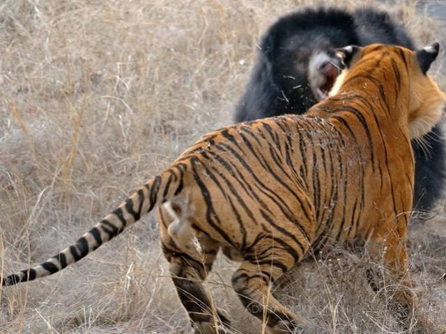 Media - "Chúa sơn lâm" rượt đuổi, tung đòn hạ gục gấu lợn