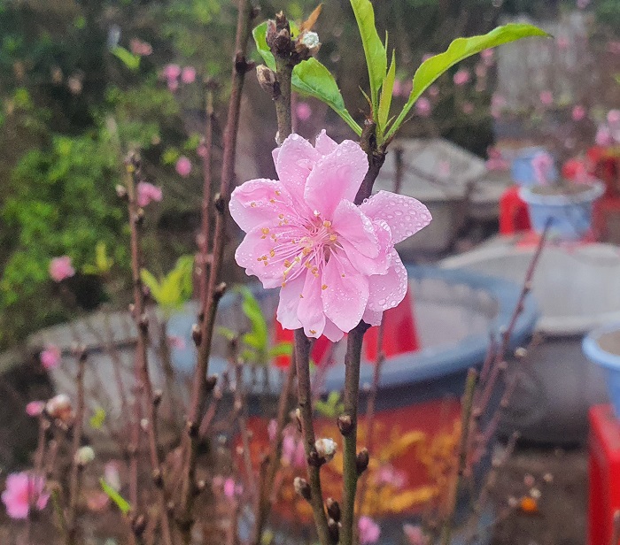Đào nở bung đón Tết nhưng vẫn vắng người mua.