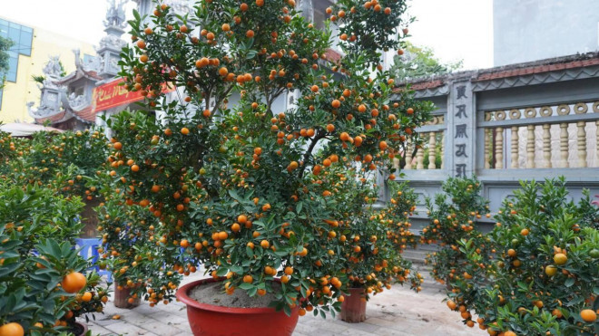 Dòng quất chậu giá dao động trong khoảng từ 400 – 900 nghìn đồng một chậu tùy dáng thế của cây. Giá những cây quất kích thước lớn, thế đẹp tới 3 triệu đồng.