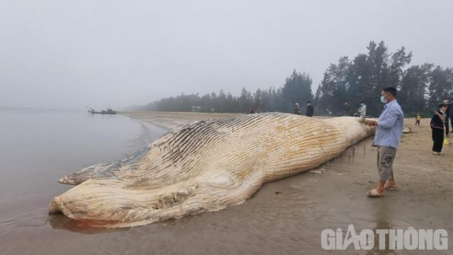 Một phần xác cá voi trôi dạt vào bờ biển xã Tiên Trang, huyện Quảng Xương, tỉnh Thanh Hóa