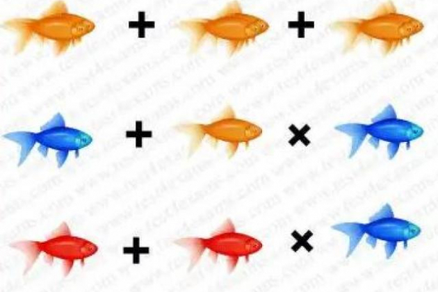 Cho não tập gym với câu đố đếm cá