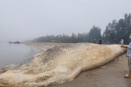 Tin tức trong ngày - Phát hiện xác cá voi gần 10 tấn trôi dạt vào bờ biển Thanh Hóa