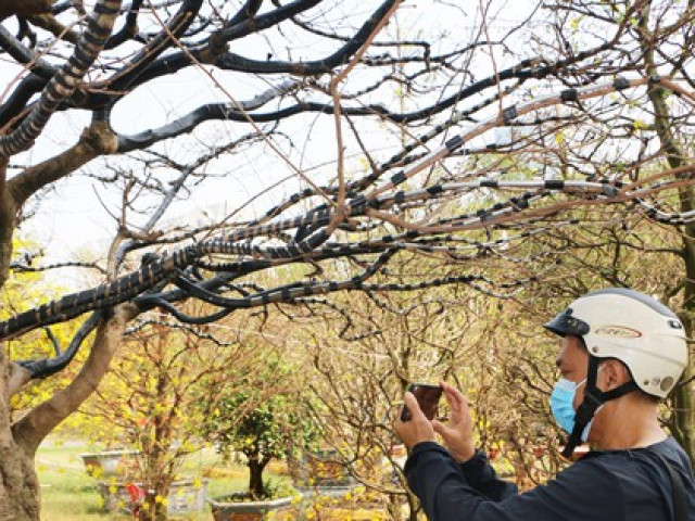 Thị trường - Tiêu dùng - Ngắm cây vú sữa dáng tiên cá, mai vàng trăm tuổi giá tiền tỉ ở chợ xuân TPHCM