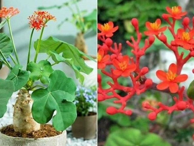 Sức khỏe đời sống - 6 loại cây cảnh đẹp nhưng tuyệt đối không trồng trong nhà