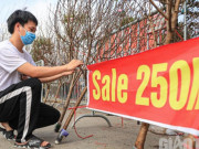 Thị trường - Tiêu dùng - Mới 25 Tết, người buôn đào, quất đã treo biển giảm giá, &quot;xả hàng&quot;