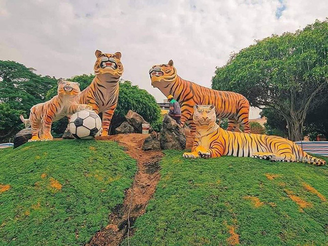 Những chú hổ đam mê đá bóng.

